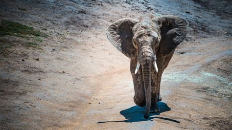 Saint Louis Zoo launches new effort to save elephants from wildlife trafficking
